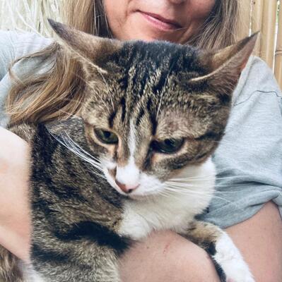 Katze Rosalia sucht ihr neues Zuhause, EKH - Katze