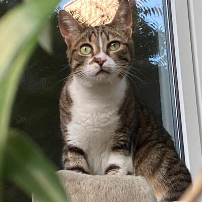 Katze Rosalia sucht ihr neues Zuhause, EKH - Katze