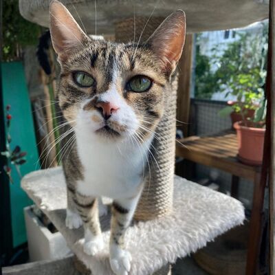 Katze Rosalia sucht ihr neues Zuhause, EKH - Katze