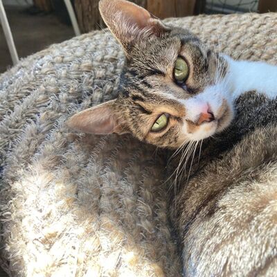 Katze Rosalia sucht ihr neues Zuhause, EKH - Katze