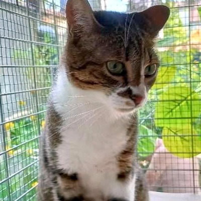 Katze Rosalia wünscht sich ein eignes Zuhause, EKH - Katze