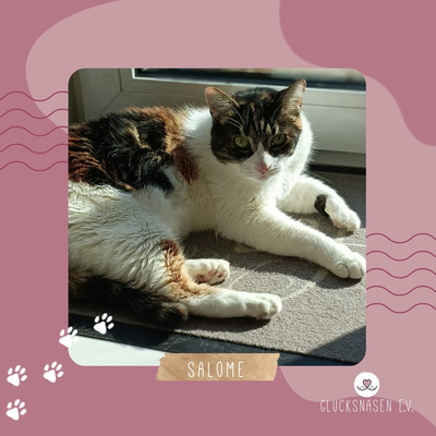 Katze Salome sucht dringend ein neues Zuhause, EKH - Katze 1