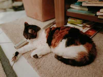 Katze Salome sucht dringend ihr neues Zuhause, EKH - Katze