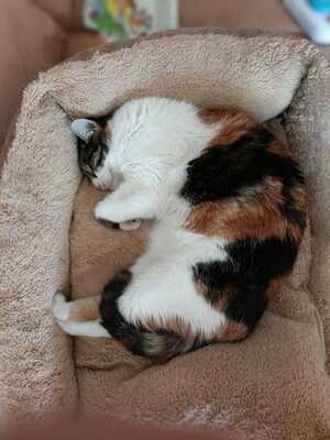Katze Salome sucht dringend ihr neues Zuhause, EKH - Katze
