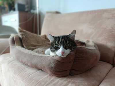 Katze Salome sucht dringend ihr neues Zuhause, EKH - Katze