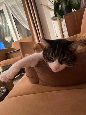 Katze Salome sucht dringend ihr neues Zuhause, EKH - Katze