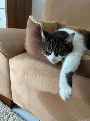 Katze Salome sucht dringend ihr neues Zuhause, EKH - Katze