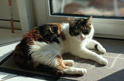 Katze Salome sucht dringend ihr neues Zuhause, EKH - Katze