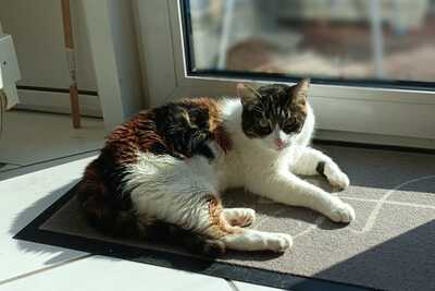 Katze Salome sucht dringend ihr neues Zuhause, EKH - Katze