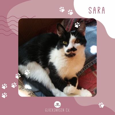 Katze Sara wünscht sich eine eigene Familie, EKH - Katze 1