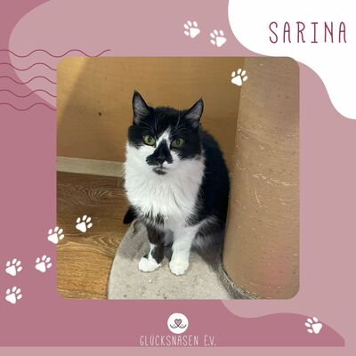Katze Sarina möchte so gern Dein Herz erobern, EKH - Katze 1