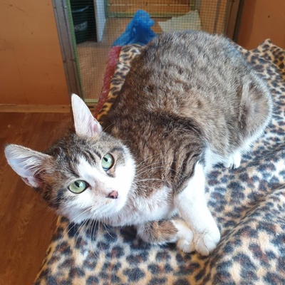 Katze Siggy sucht Dich zum schmusen, EKH - Katze