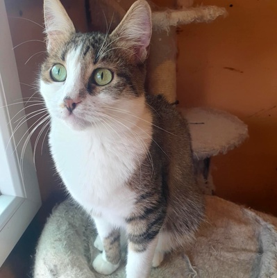 Katze Siggy sucht Dich zum schmusen, EKH - Katze