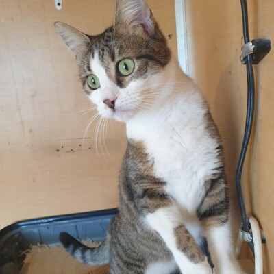 Katze Siggy sucht Dich zum schmusen, EKH - Katze