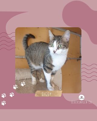 Katze Siggy wartet auf ihr Körbchen, EKH - Katze
