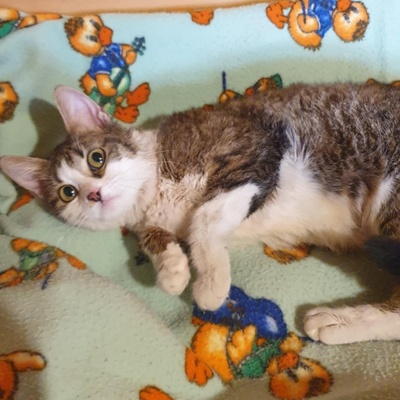 Katze Siggy wartet auf ihr Körbchen, EKH - Katze