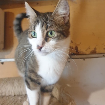 Katze Siggy wartet auf ihr Körbchen, EKH - Katze