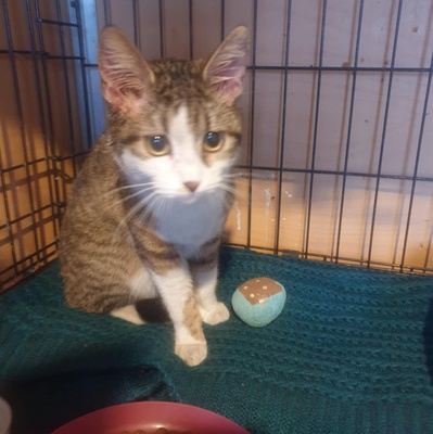 Katze Siggy wartet auf ihr Körbchen, EKH - Katze