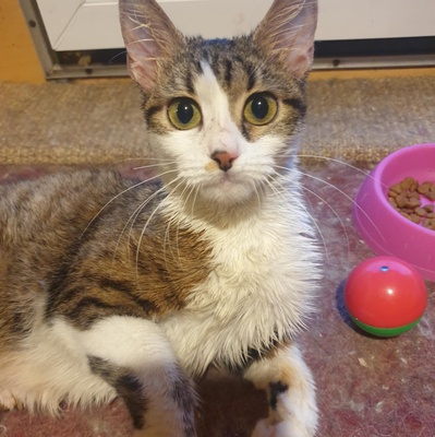 Katze Siggy wartet auf ihr Körbchen, EKH - Katze