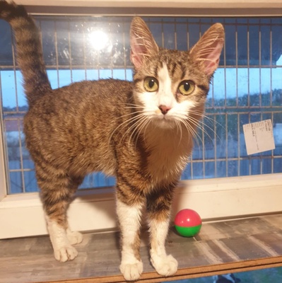 Katze Siggy wartet auf ihr Körbchen, EKH - Katze