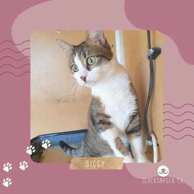 Katze Siggy wartet sehnsüchtig auf Post