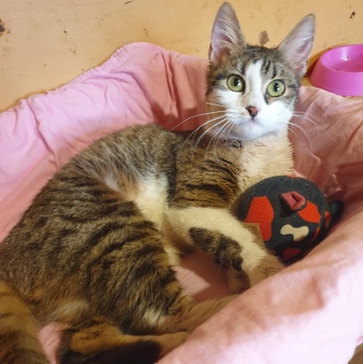 Katze Siggy wartet sehnsüchtig auf Post, EKH Jungtier - Katze