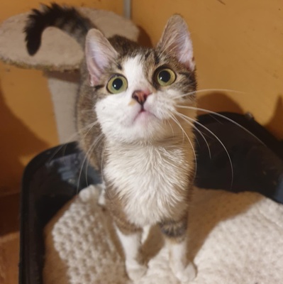 Katze Siggy wartet sehnsüchtig auf Post, EKH Jungtier - Katze