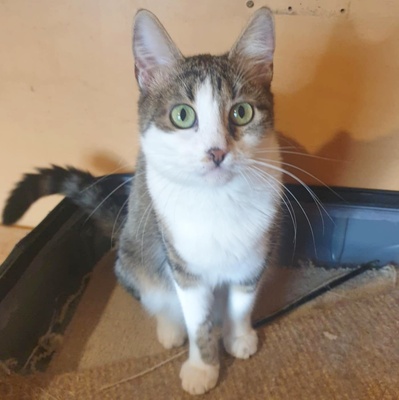 Katze Siggy wartet sehnsüchtig auf Post, EKH Jungtier - Katze