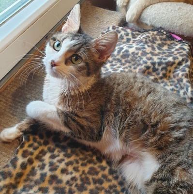 Katze Siggy wartet sehnsüchtig auf Post, EKH Jungtier - Katze