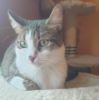 Katze Siggy wartet sehnsüchtig auf Post, EKH Jungtier - Katze