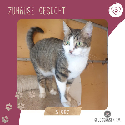 Katze Siggy wartet sehnsüchtig auf Post, EKH - Katze