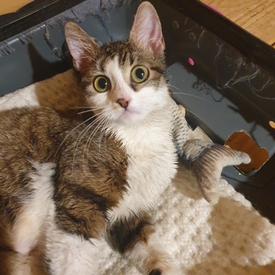 Katze Siggy wartet sehnsüchtig auf Post, EKH - Katze