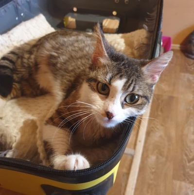 Katze Siggy wartet sehnsüchtig auf Post, EKH - Katze