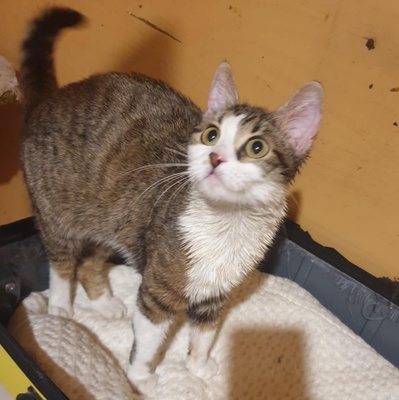 Katze Siggy wartet sehnsüchtig auf Post, EKH - Katze