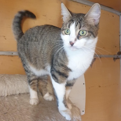 Katze Siggy wartet sehnsüchtig auf Post, EKH - Katze