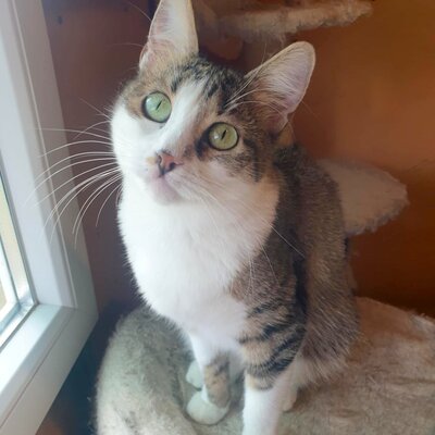 Katze Siggy wartet sehnsüchtig auf Post, EKH - Katze