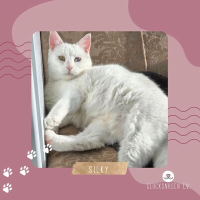 Katze Silky mag Menschen sehr