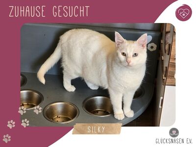 Katze Silky sucht ihre lieben Menschen