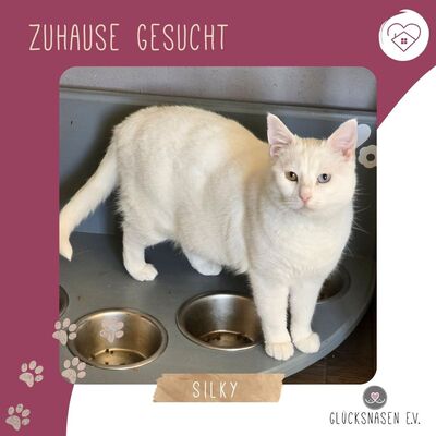 Katze Silky wartet auf ihre Dosis