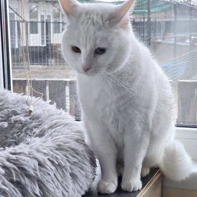 Katze Silky wartet auf ihre Dosis, EKH - Katze