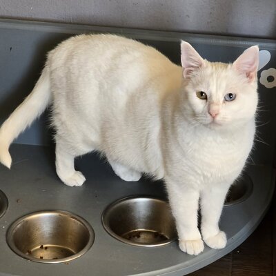 Katze Silky wartet auf ihre Dosis, EKH - Katze