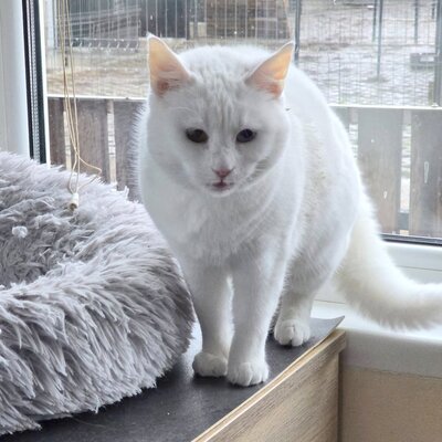 Katze Silky wartet auf ihre Dosis, EKH - Katze