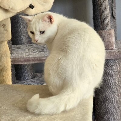 Katze Silky wartet auf ihre Dosis, EKH - Katze