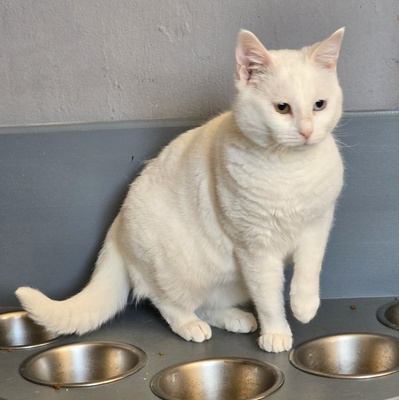 Katze Silky wartet auf ihre Dosis, EKH - Katze