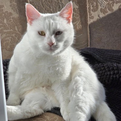 Katze Silky wartet auf ihre Dosis, EKH - Katze