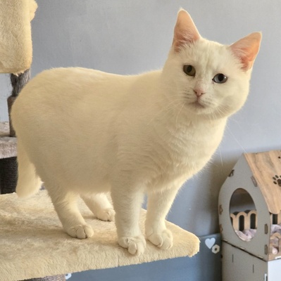 Katze Silky wartet auf ihre Dosis, EKH - Katze