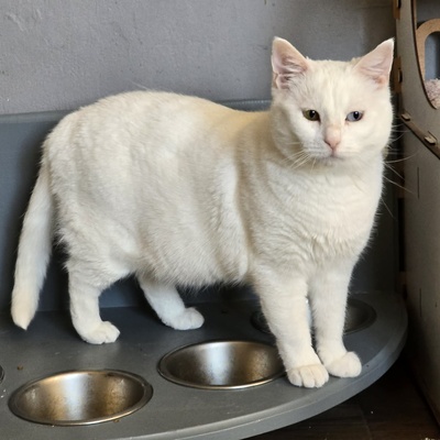 Katze Silky wartet auf ihre Dosis, EKH - Katze