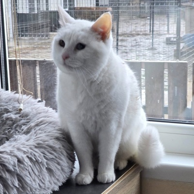 Katze Silky wartet auf ihre Dosis, EKH - Katze