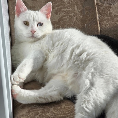 Katze Silky wartet auf ihre Dosis, EKH - Katze
