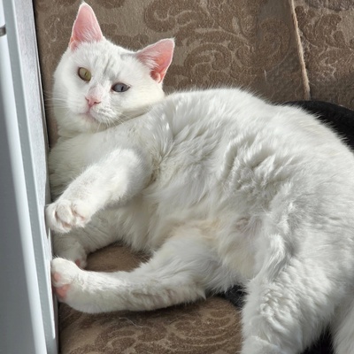 Katze Silky wartet auf ihre Dosis, EKH - Katze